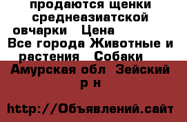 продаются щенки среднеазиатской овчарки › Цена ­ 30 000 - Все города Животные и растения » Собаки   . Амурская обл.,Зейский р-н